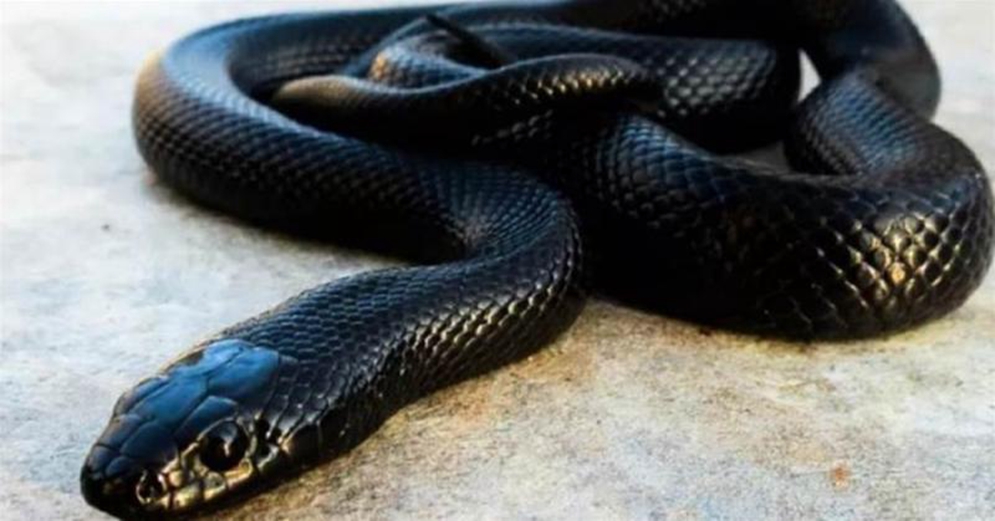 墨西哥黑王蛇：蛇界的黑幫老大， 免疫全部蛇毒，不僅以蛇為食，長相還很霸氣