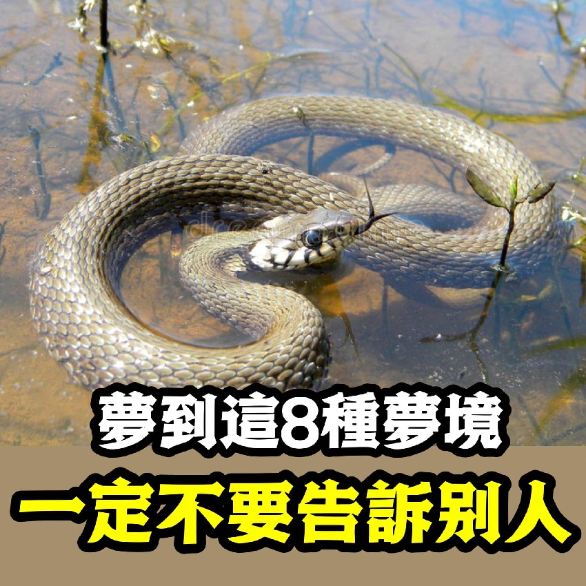 8種夢境是吉兆！「如果你夢到了蛇在水裡游」不要告訴別人，否則會影響運勢