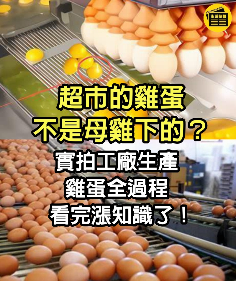 超市的雞蛋不是母雞下的？實拍工廠生產雞蛋全過程，看完漲知識了
