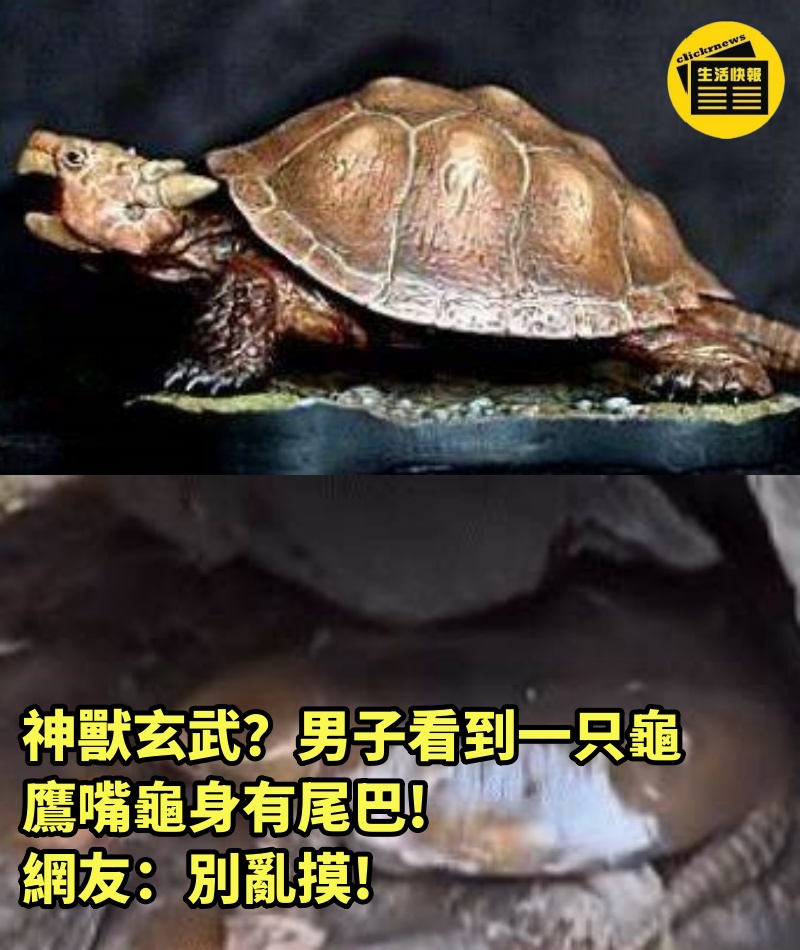 神獸玄武？男子看到一只龜，鷹嘴龜身有尾巴，網友：別亂摸