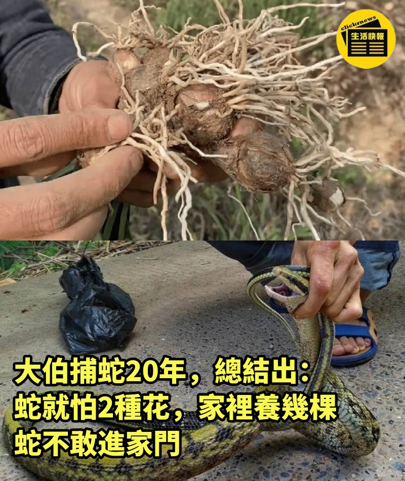 大伯捕蛇20年，總結出：蛇就怕2種花，家裡養幾棵，蛇不敢進家門