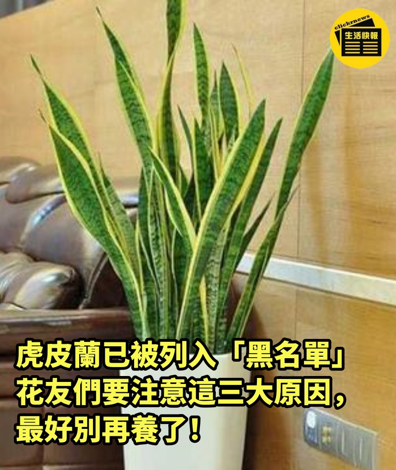 虎皮蘭已被列入「黑名單」，花友們要注意這三大原因，最好別再養了！