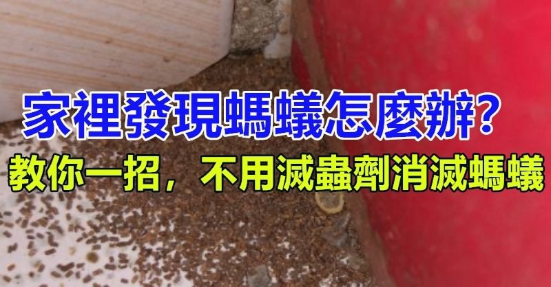 家裡發現螞蟻怎麼辦？不用擔心，教你一招，不用滅蟲劑消滅螞蟻